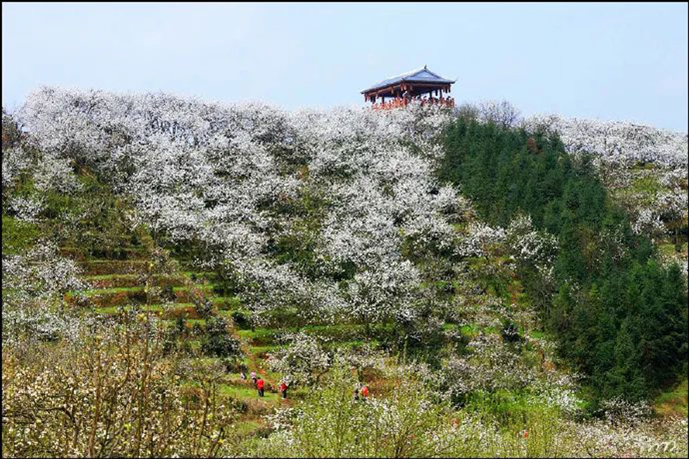 【春天，广西桂林灌阳县向您发出邀请！】我们在灌阳看梨花 - 游山玩水 - 邵阳生活社区 - 邵阳28生活网 shaoyang.28life.net