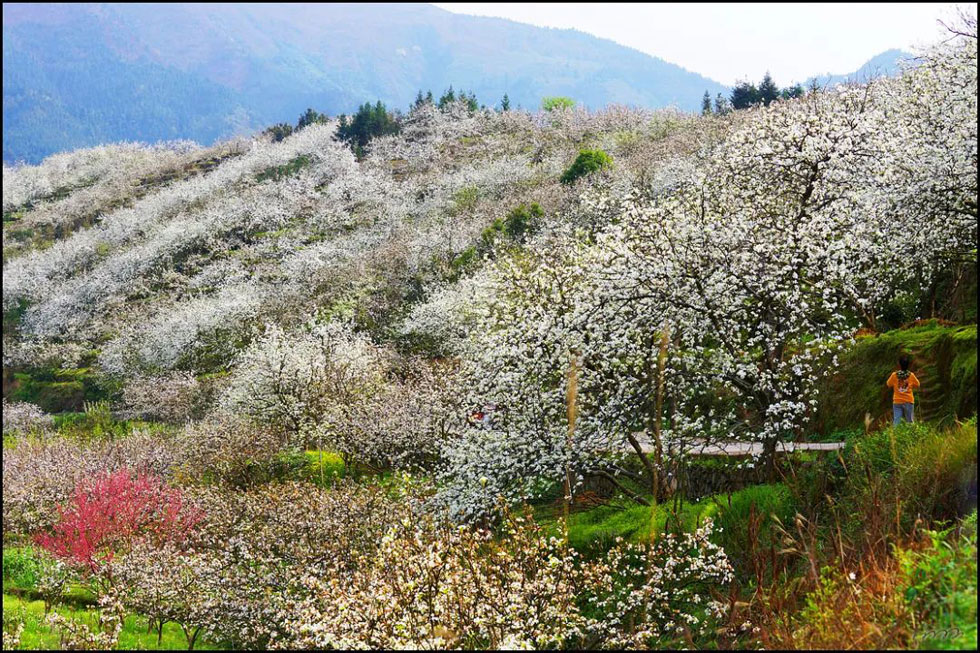 【春天，广西桂林灌阳县向您发出邀请！】我们在灌阳看梨花 - 游山玩水 - 邵阳生活社区 - 邵阳28生活网 shaoyang.28life.net