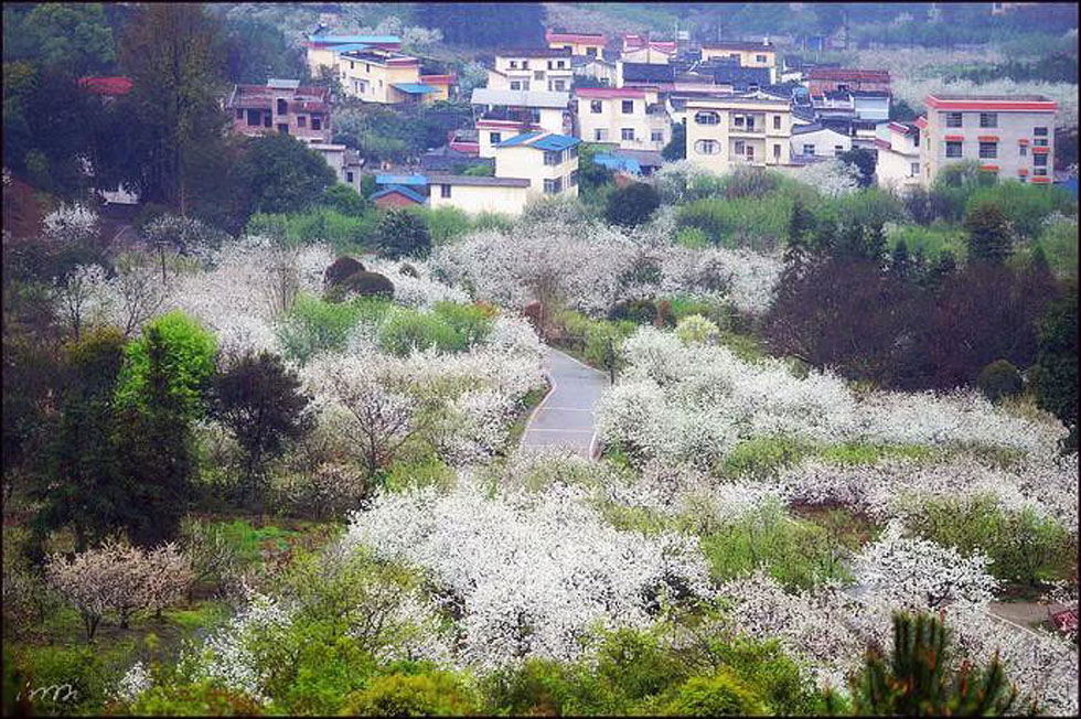 【春天，广西桂林灌阳县向您发出邀请！】我们在灌阳看梨花 - 游山玩水 - 邵阳生活社区 - 邵阳28生活网 shaoyang.28life.net