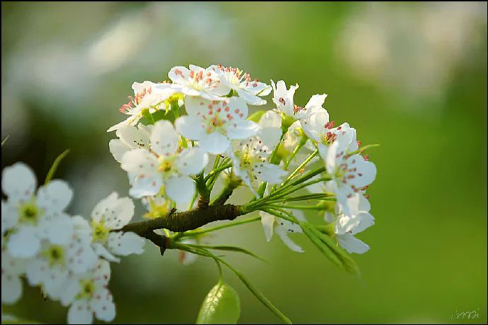 【春天，广西桂林灌阳县向您发出邀请！】我们在灌阳看梨花 - 游山玩水 - 邵阳生活社区 - 邵阳28生活网 shaoyang.28life.net