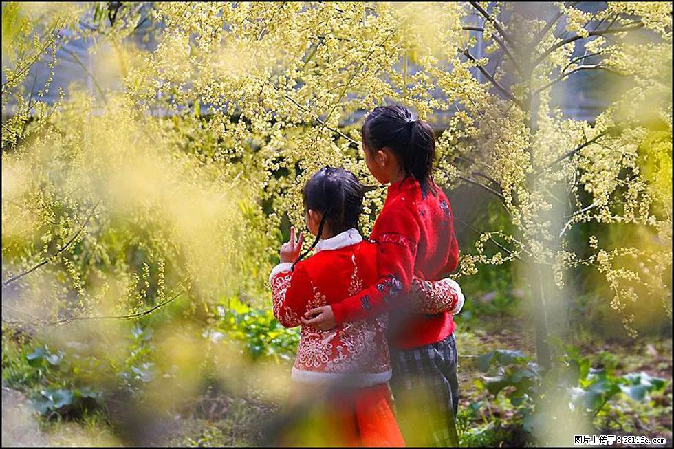 【春天，广西桂林灌阳县向您发出邀请！】米珠山前有片山苍子花在飘香 - 游山玩水 - 邵阳生活社区 - 邵阳28生活网 shaoyang.28life.net