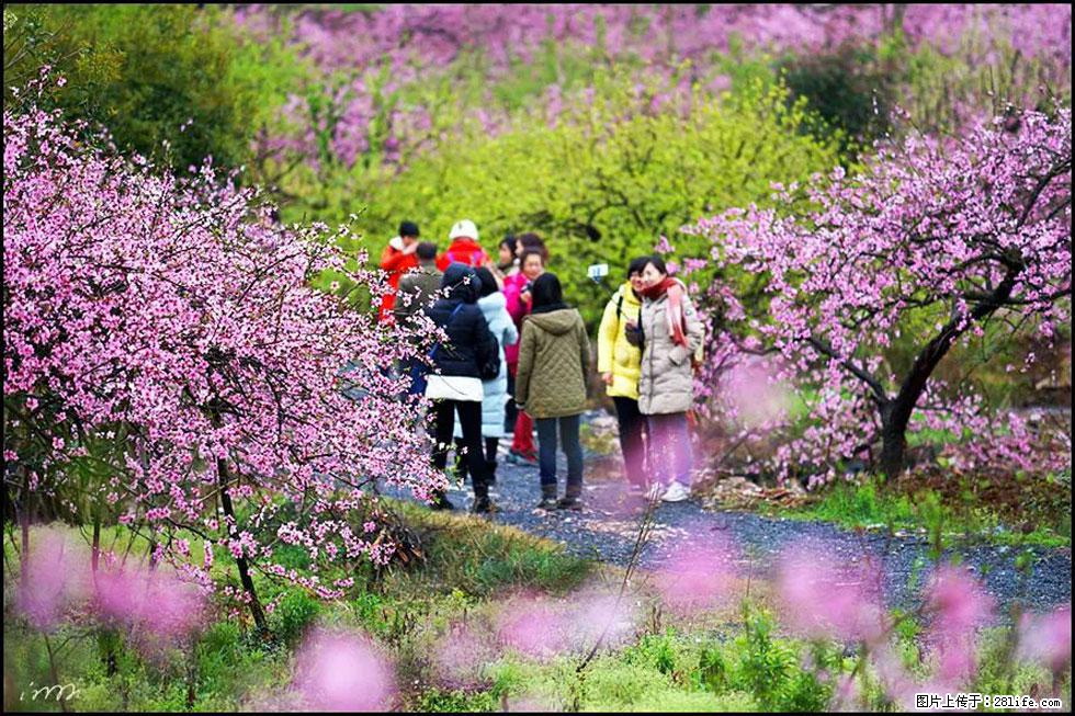 【春天，广西桂林灌阳县向您发出邀请！】官庄村有个醉美的桃花园 - 游山玩水 - 邵阳生活社区 - 邵阳28生活网 shaoyang.28life.net