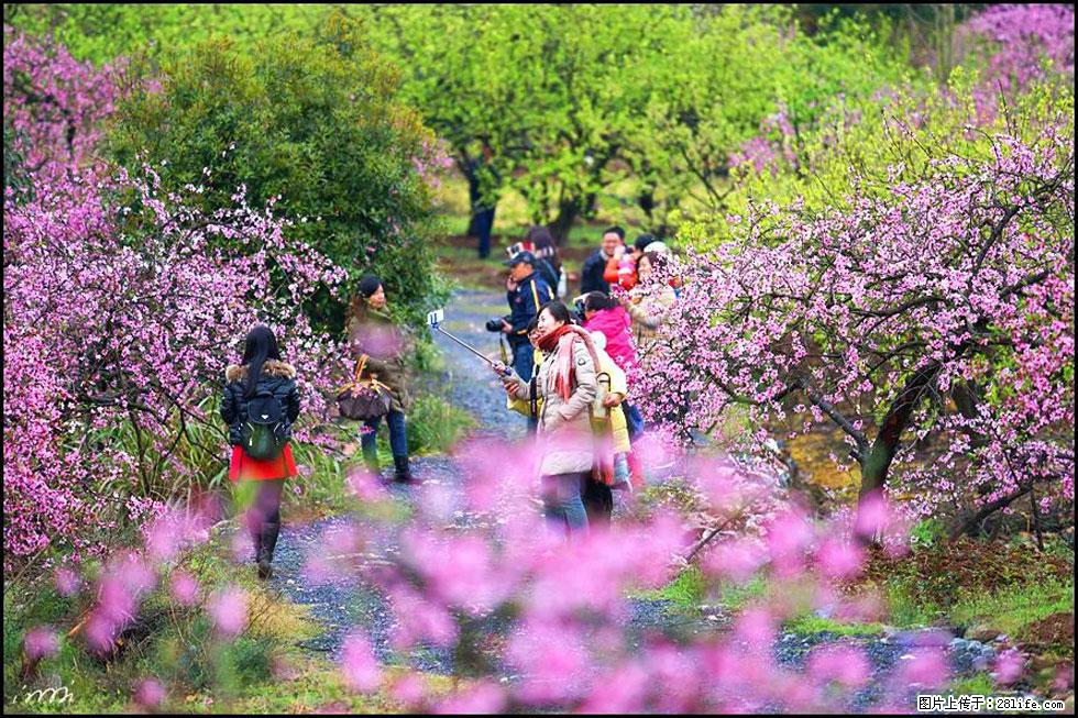 【春天，广西桂林灌阳县向您发出邀请！】官庄村有个醉美的桃花园 - 游山玩水 - 邵阳生活社区 - 邵阳28生活网 shaoyang.28life.net