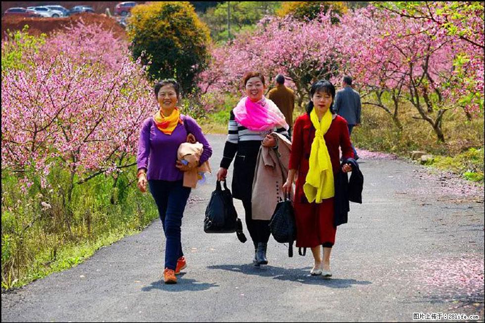 【春天，广西桂林灌阳县向您发出邀请！】官庄村有个醉美的桃花园 - 游山玩水 - 邵阳生活社区 - 邵阳28生活网 shaoyang.28life.net