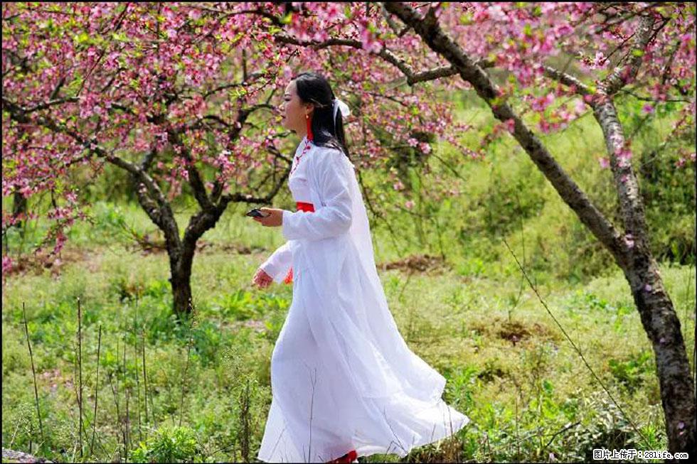 【春天，广西桂林灌阳县向您发出邀请！】官庄村有个醉美的桃花园 - 游山玩水 - 邵阳生活社区 - 邵阳28生活网 shaoyang.28life.net
