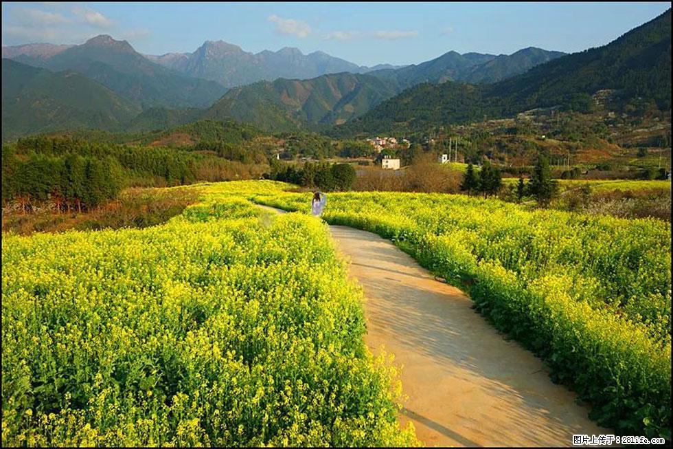 【春天，广西桂林灌阳县向您发出邀请！】长坪村油菜盛情花开 - 游山玩水 - 邵阳生活社区 - 邵阳28生活网 shaoyang.28life.net