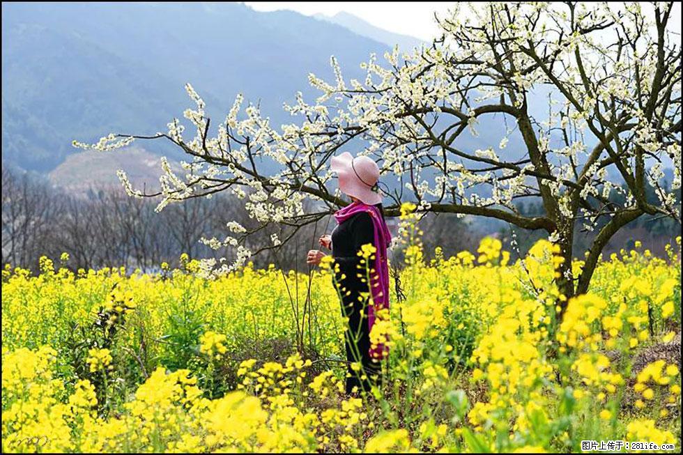 【春天，广西桂林灌阳县向您发出邀请！】长坪村油菜盛情花开 - 游山玩水 - 邵阳生活社区 - 邵阳28生活网 shaoyang.28life.net