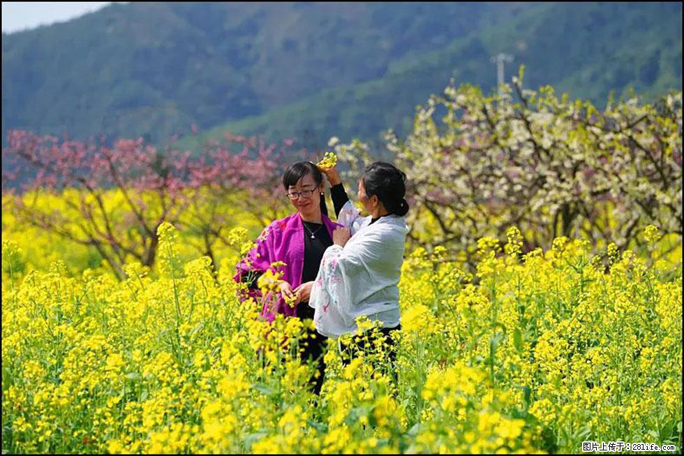 【春天，广西桂林灌阳县向您发出邀请！】长坪村油菜盛情花开 - 游山玩水 - 邵阳生活社区 - 邵阳28生活网 shaoyang.28life.net