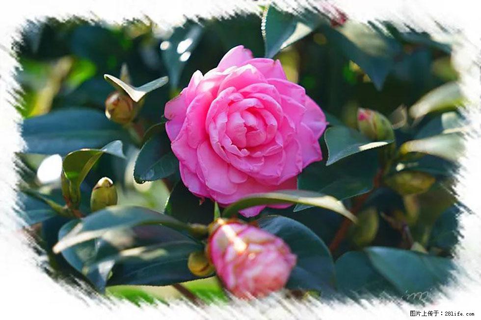 【春天，广西桂林灌阳县向您发出邀请！】杨柳井茶花惹人爱 - 游山玩水 - 邵阳生活社区 - 邵阳28生活网 shaoyang.28life.net