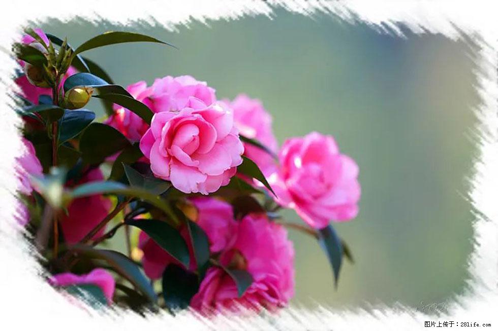 【春天，广西桂林灌阳县向您发出邀请！】杨柳井茶花惹人爱 - 游山玩水 - 邵阳生活社区 - 邵阳28生活网 shaoyang.28life.net