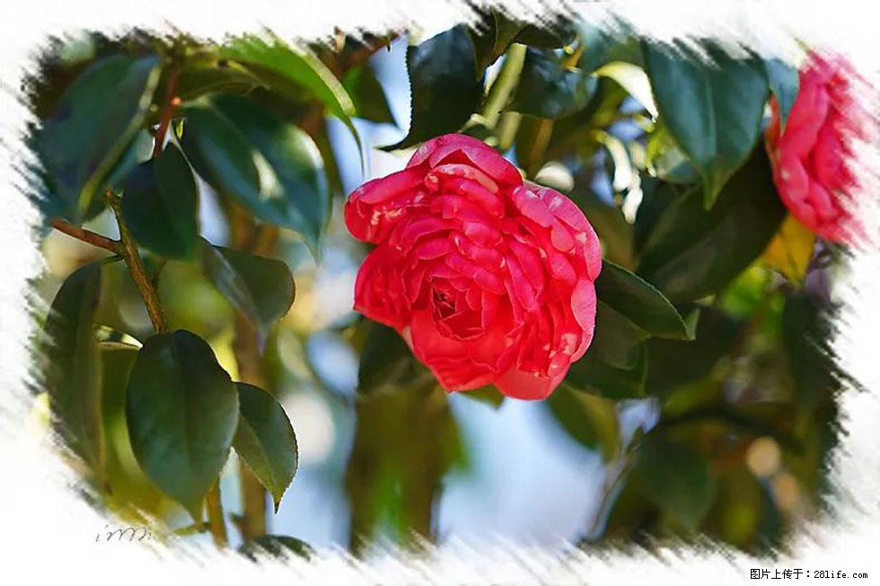 【春天，广西桂林灌阳县向您发出邀请！】杨柳井茶花惹人爱 - 游山玩水 - 邵阳生活社区 - 邵阳28生活网 shaoyang.28life.net