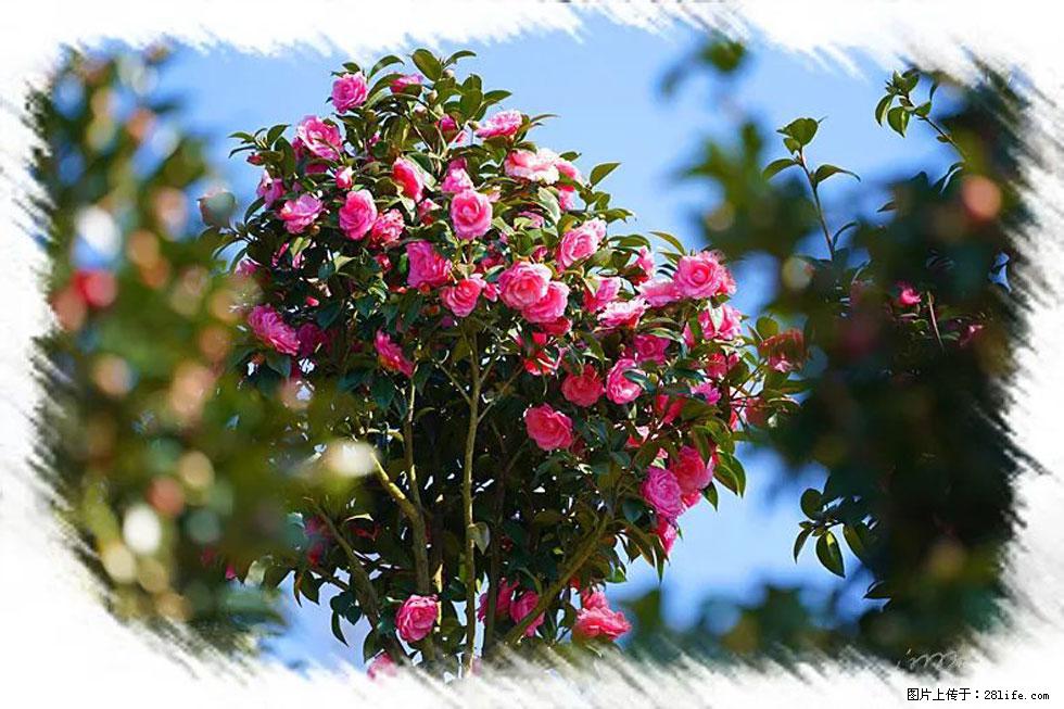 【春天，广西桂林灌阳县向您发出邀请！】杨柳井茶花惹人爱 - 游山玩水 - 邵阳生活社区 - 邵阳28生活网 shaoyang.28life.net