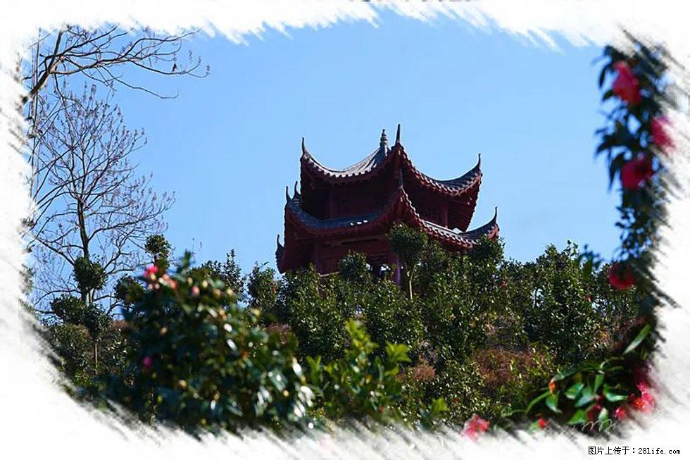 【春天，广西桂林灌阳县向您发出邀请！】杨柳井茶花惹人爱 - 游山玩水 - 邵阳生活社区 - 邵阳28生活网 shaoyang.28life.net