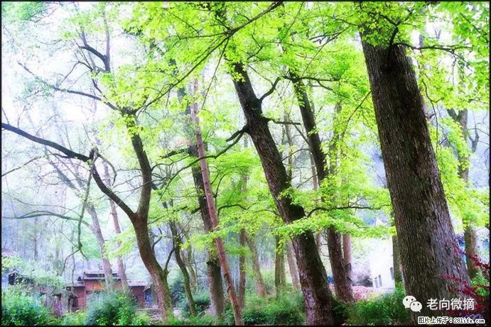 【春天，广西桂林灌阳县向您发出邀请！】在小龙村与春天约会 - 游山玩水 - 邵阳生活社区 - 邵阳28生活网 shaoyang.28life.net