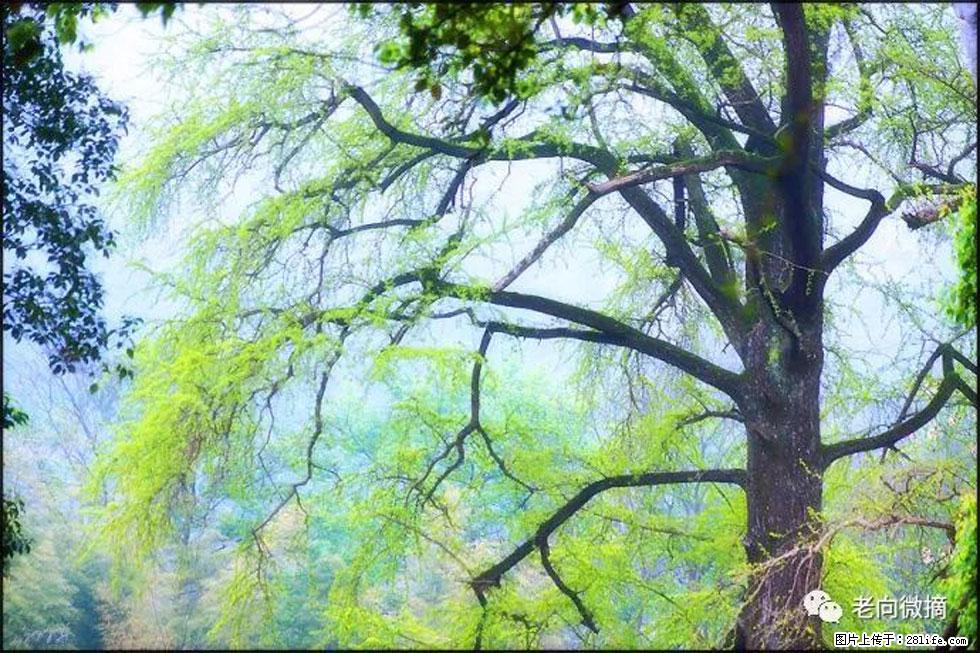 【春天，广西桂林灌阳县向您发出邀请！】在小龙村与春天约会 - 游山玩水 - 邵阳生活社区 - 邵阳28生活网 shaoyang.28life.net