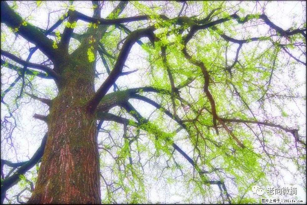 【春天，广西桂林灌阳县向您发出邀请！】在小龙村与春天约会 - 游山玩水 - 邵阳生活社区 - 邵阳28生活网 shaoyang.28life.net
