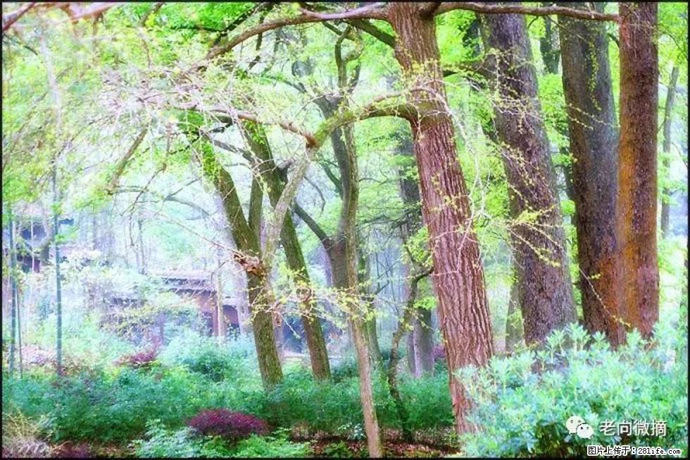 【春天，广西桂林灌阳县向您发出邀请！】在小龙村与春天约会 - 游山玩水 - 邵阳生活社区 - 邵阳28生活网 shaoyang.28life.net