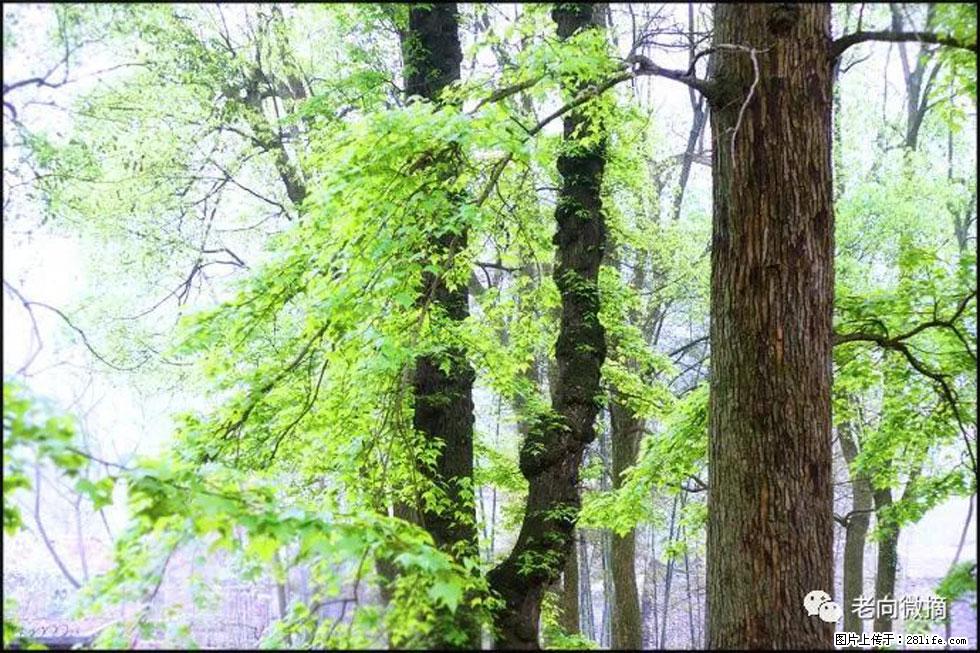 【春天，广西桂林灌阳县向您发出邀请！】在小龙村与春天约会 - 游山玩水 - 邵阳生活社区 - 邵阳28生活网 shaoyang.28life.net