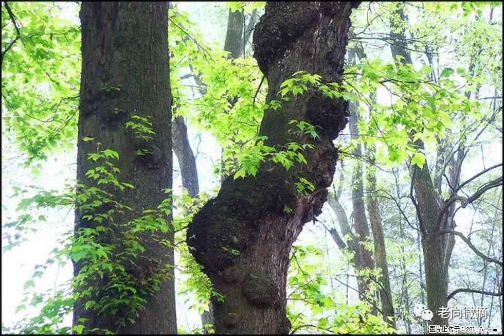 【春天，广西桂林灌阳县向您发出邀请！】在小龙村与春天约会 - 游山玩水 - 邵阳生活社区 - 邵阳28生活网 shaoyang.28life.net