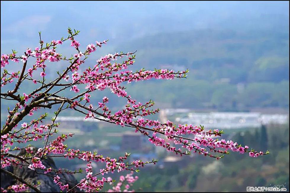 【春天，广西桂林灌阳县向您发出邀请！】望月岭上桃花开 - 游山玩水 - 邵阳生活社区 - 邵阳28生活网 shaoyang.28life.net