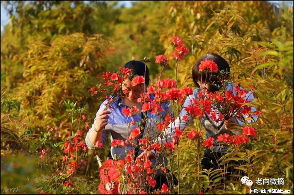 【春天，广西桂林灌阳县向您发出邀请！】登麒麟山，相约映山红 - 游山玩水 - 邵阳生活社区 - 邵阳28生活网 shaoyang.28life.net