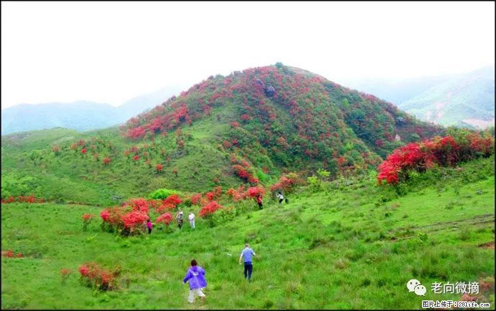 【春天，广西桂林灌阳县向您发出邀请！】宝盖山上映山红 - 游山玩水 - 邵阳生活社区 - 邵阳28生活网 shaoyang.28life.net