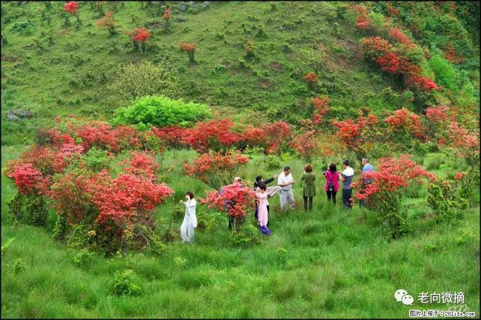 【春天，广西桂林灌阳县向您发出邀请！】宝盖山上映山红 - 游山玩水 - 邵阳生活社区 - 邵阳28生活网 shaoyang.28life.net