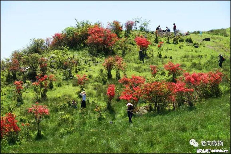 【春天，广西桂林灌阳县向您发出邀请！】宝盖山上映山红 - 游山玩水 - 邵阳生活社区 - 邵阳28生活网 shaoyang.28life.net