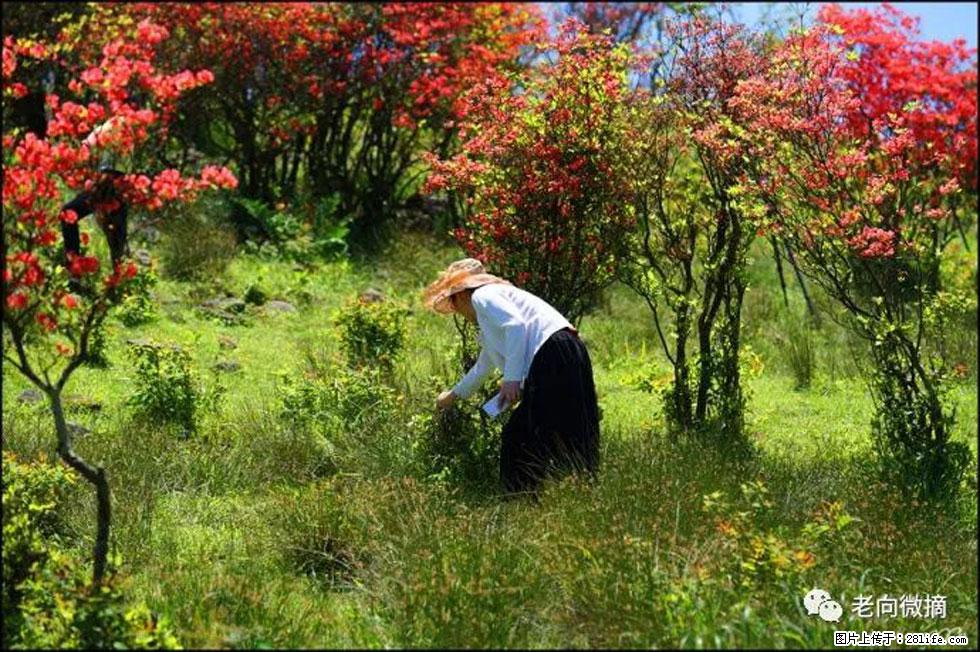 【春天，广西桂林灌阳县向您发出邀请！】宝盖山上映山红 - 游山玩水 - 邵阳生活社区 - 邵阳28生活网 shaoyang.28life.net