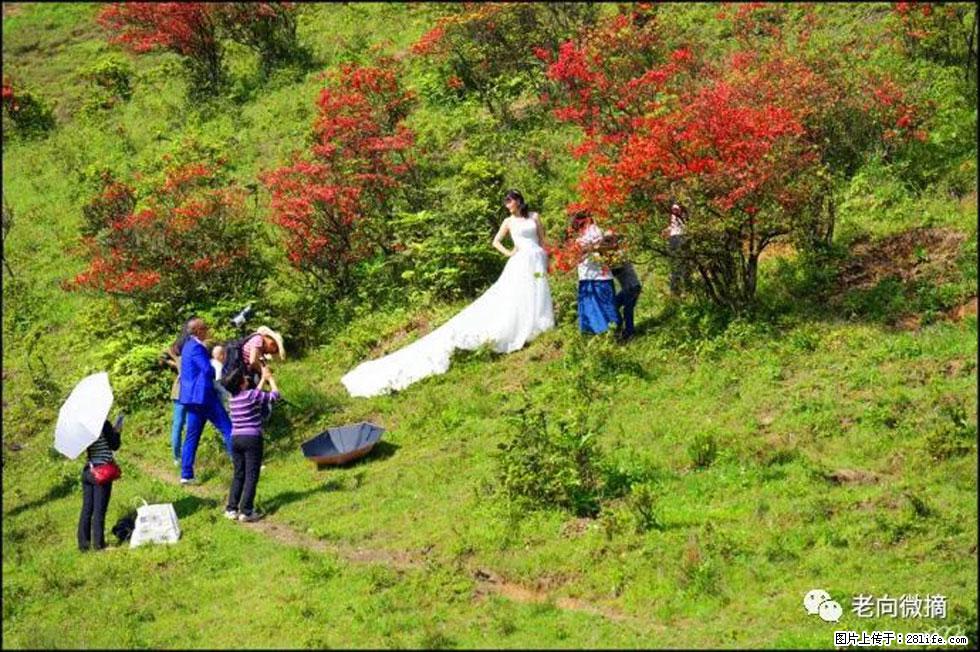 【春天，广西桂林灌阳县向您发出邀请！】宝盖山上映山红 - 游山玩水 - 邵阳生活社区 - 邵阳28生活网 shaoyang.28life.net