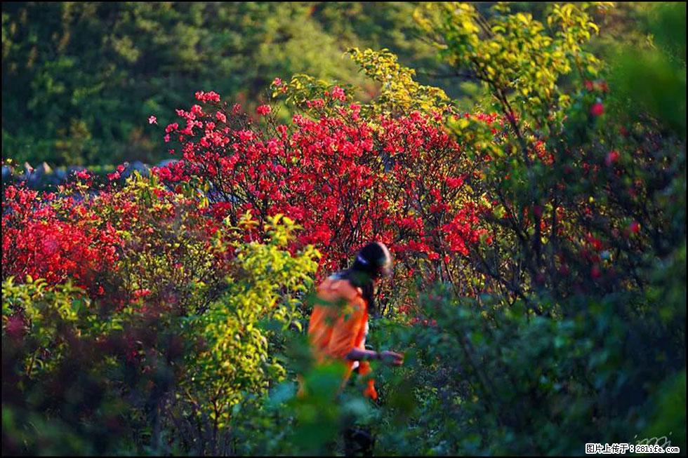 【春天，广西桂林灌阳县向您发出邀请！】春木界上映山红 - 游山玩水 - 邵阳生活社区 - 邵阳28生活网 shaoyang.28life.net