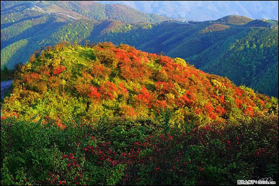 【春天，广西桂林灌阳县向您发出邀请！】春木界上映山红 - 游山玩水 - 邵阳生活社区 - 邵阳28生活网 shaoyang.28life.net