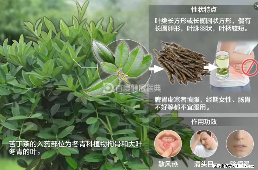 苦丁茶有哪些功效和作用 - 生活百科 - 邵阳生活社区 - 邵阳28生活网 shaoyang.28life.net