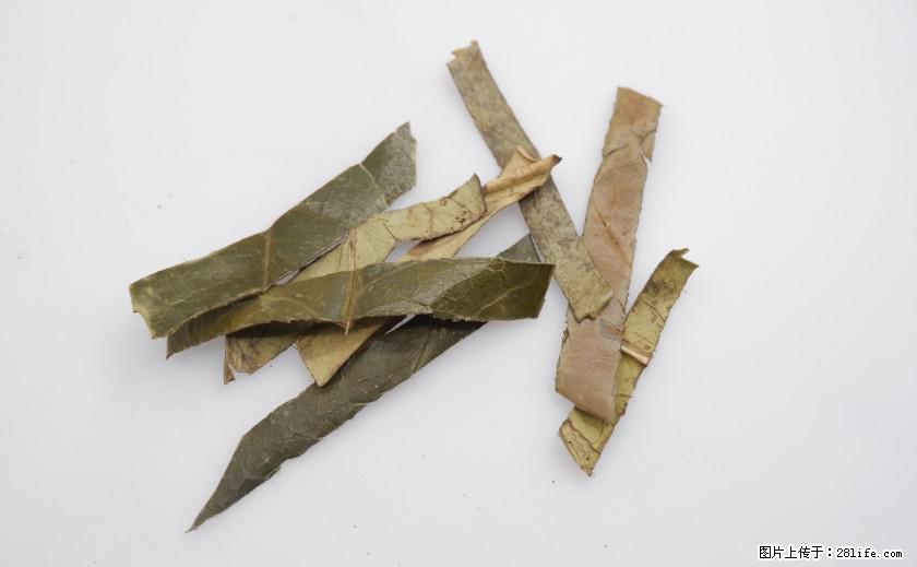 苦丁茶有哪些功效和作用 - 生活百科 - 邵阳生活社区 - 邵阳28生活网 shaoyang.28life.net
