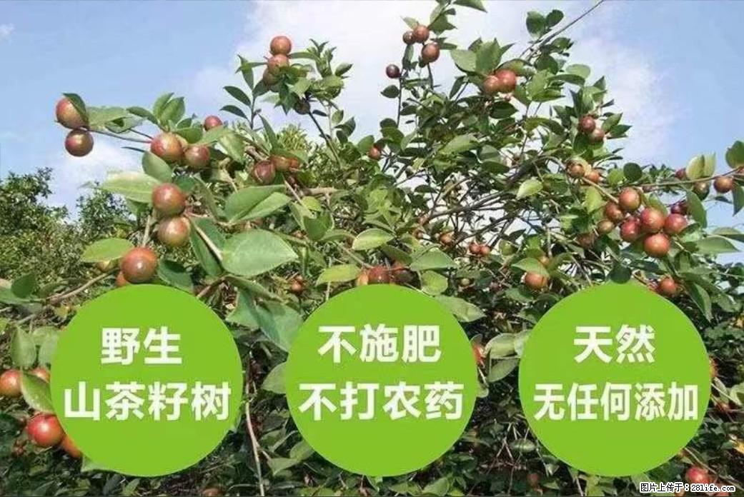 【灌阳县油茶产业示范区】一个有着充实的精神生活的人，对待身外之物自会有一种淡泊的态度 - 美食天地 - 邵阳生活社区 - 邵阳28生活网 shaoyang.28life.net