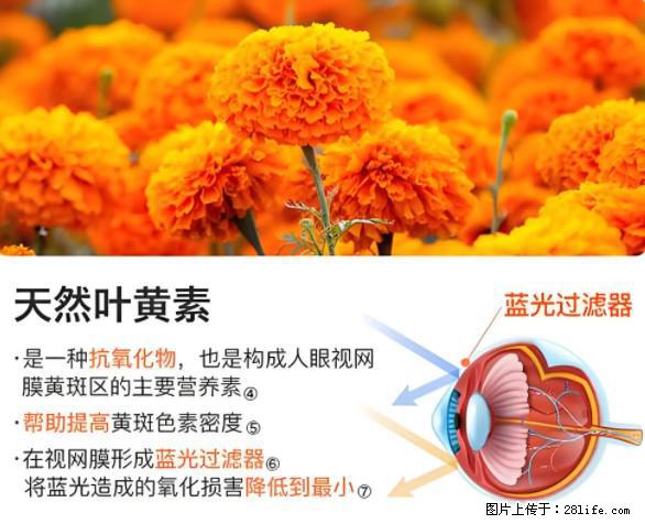 叶黄素有什么功效和作用 - 生活百科 - 邵阳生活社区 - 邵阳28生活网 shaoyang.28life.net