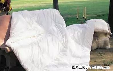 被子有异味？只要这样做，比晒太阳还强100倍！ - 家居生活 - 邵阳生活社区 - 邵阳28生活网 shaoyang.28life.net