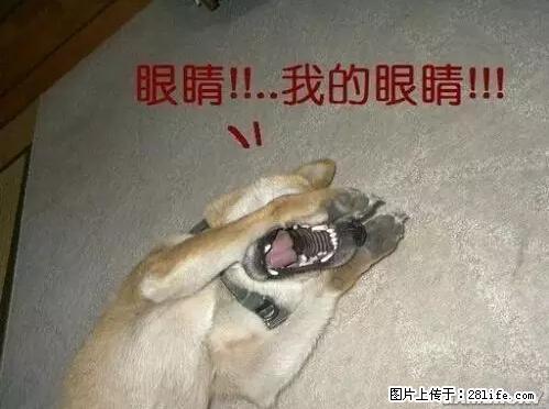 笑癫了！一女的怀孕三年未生，他终于忍不住了... - 娱乐八卦 - 邵阳生活社区 - 邵阳28生活网 shaoyang.28life.net