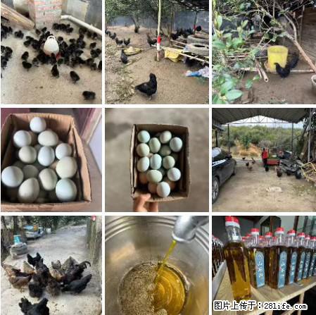 油茶园从小鸡仔开始养起的纯土鸡、土鸡蛋可以预定啦!还有前几天刚榨的纯山茶油哦 - 美食天地 - 邵阳生活社区 - 邵阳28生活网 shaoyang.28life.net