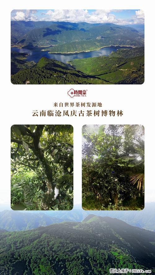 时间果百年古树2025年春红茶 - 购物交流 - 邵阳生活社区 - 邵阳28生活网 shaoyang.28life.net