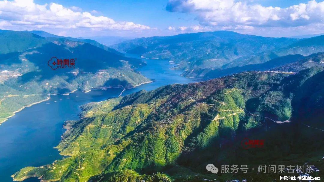 时间果百年古树龙珠普洱生茶 - 购物交流 - 邵阳生活社区 - 邵阳28生活网 shaoyang.28life.net