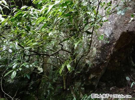 平乐石崖茶，珍贵仅次于金花茶 - 邵阳生活资讯 - 邵阳28生活网 shaoyang.28life.net