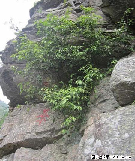 平乐石崖茶，珍贵仅次于金花茶 - 邵阳生活资讯 - 邵阳28生活网 shaoyang.28life.net