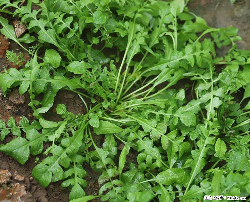 这些蔬菜是“天然钙片”，这6种被医生重点推荐 - 邵阳生活资讯 - 邵阳28生活网 shaoyang.28life.net