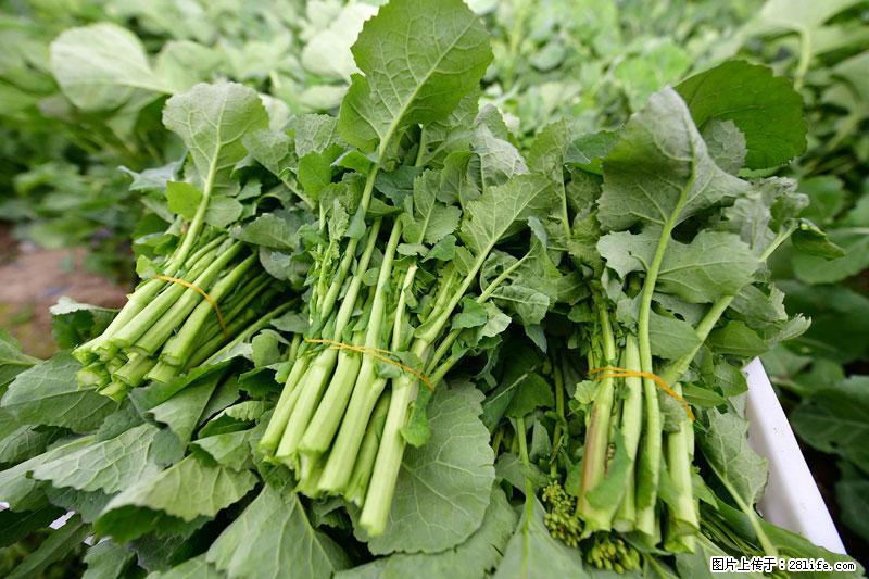 这些蔬菜是“天然钙片”，这6种被医生重点推荐 - 邵阳生活资讯 - 邵阳28生活网 shaoyang.28life.net